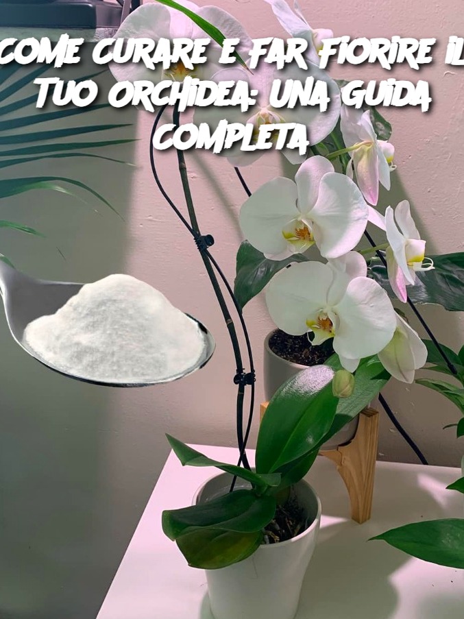 Come Curare e Far Fiorire il Tuo Orchidea: Una Guida Completa