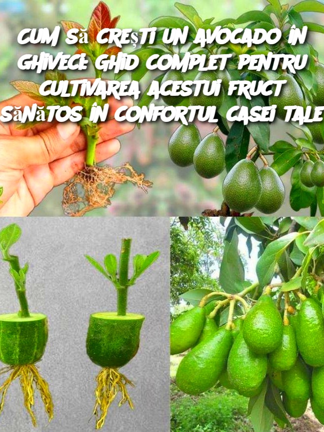 Cum să crești un avocado în ghiveci: Ghid complet pentru cultivarea ...
